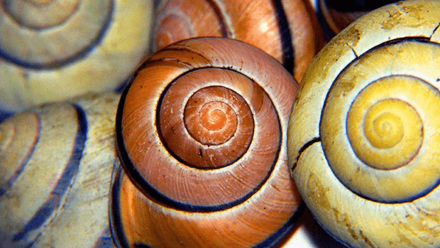 Shell colours.