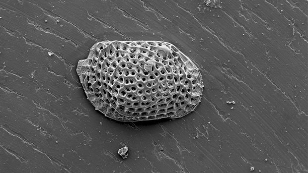  ostracodes 