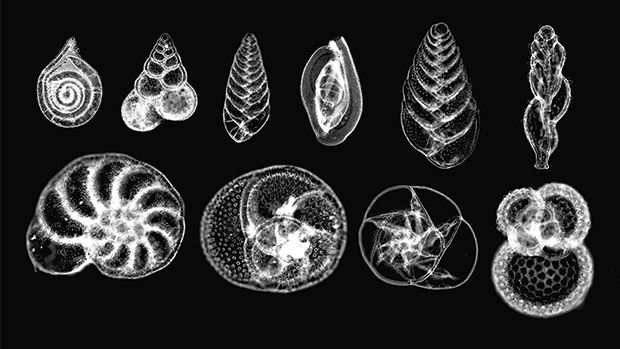 The unknown world of the creation of shells