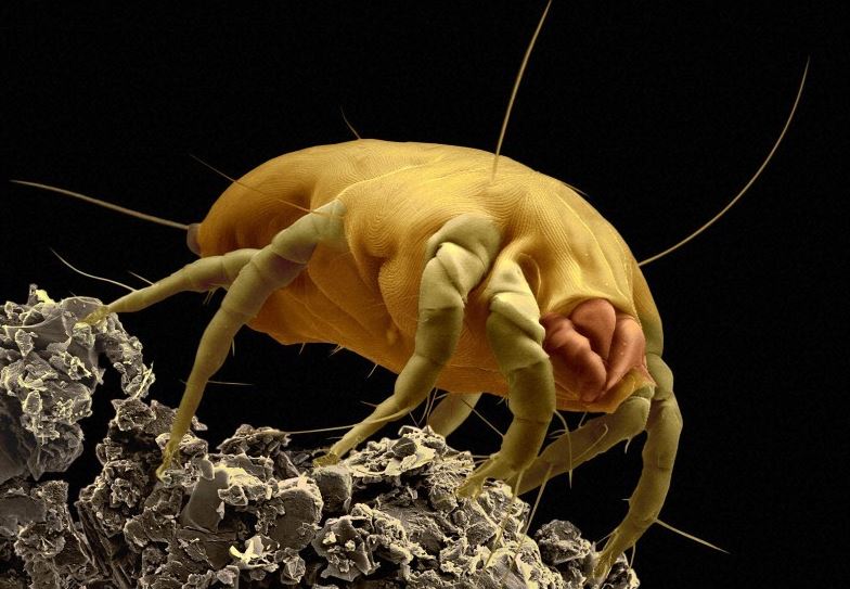 A dust mite