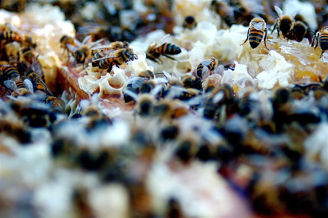 A bee colony at work