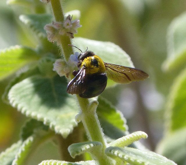 Great carpenter bee