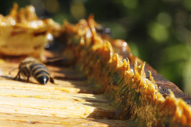 Propolis on a beehive