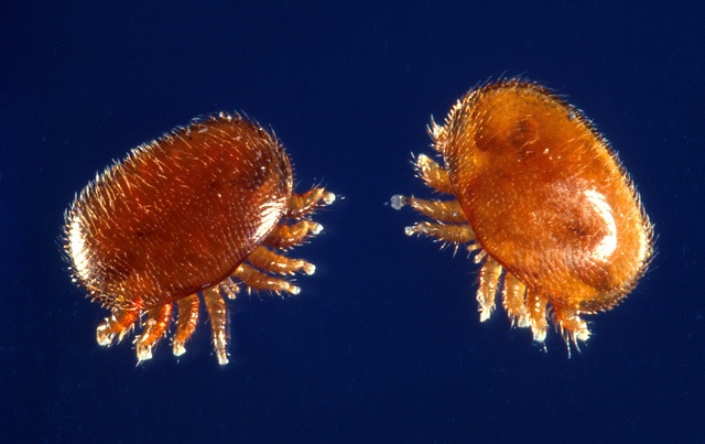 The Varroa jacobsoni parasite.