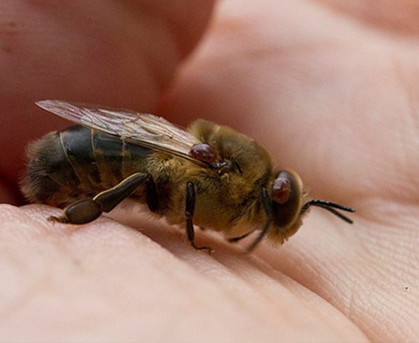 Varroa mites attached to a bee