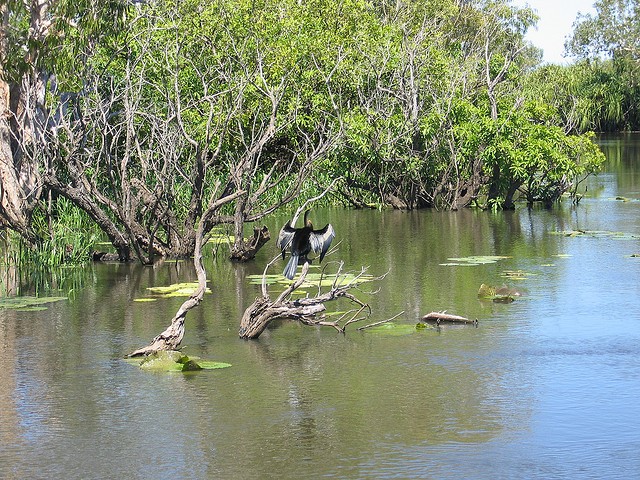 Австралийский змеелаз сушит крылья в мангровых зарослях.