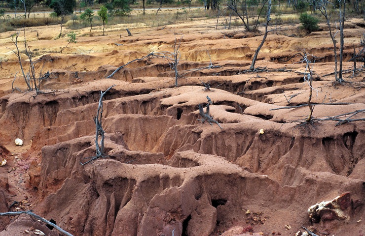 Мертвые деревья и эродированные земли, вызванные засолением