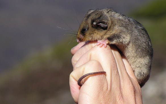 A pygmy possum perched on a hand.