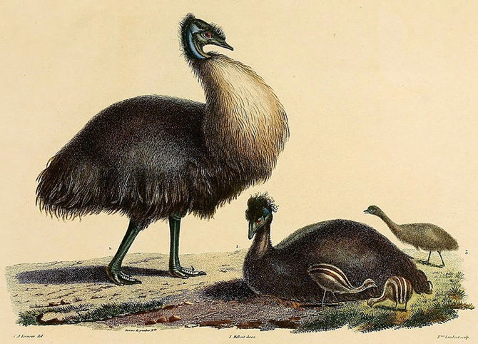 An illustration of the now-extinct Kangaroo Island Emu
