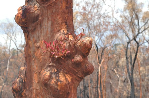 Shoots appearing out from a burnt tree.