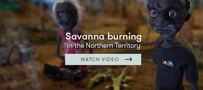 Savanna burning video