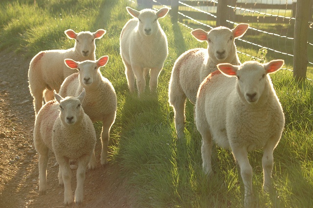 Lambs on a field