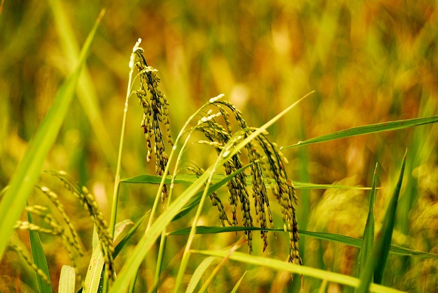 Rice field