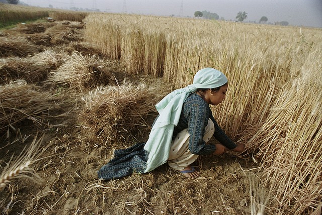 A woman harvesting crops in Bangladesh.