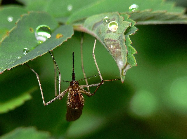 A mosquito on a leaf.