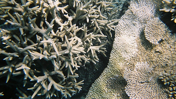 Bleached coral.