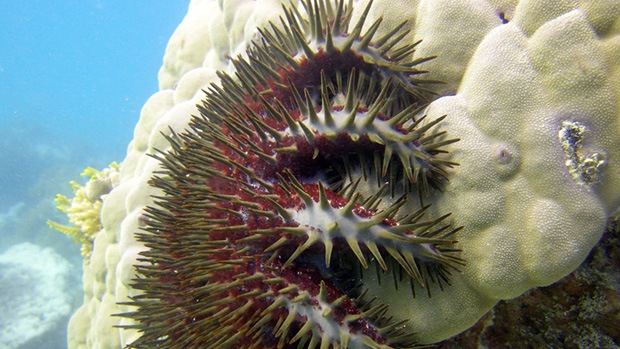 Crown-of-thorns starfish