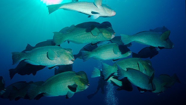 Parrotfish