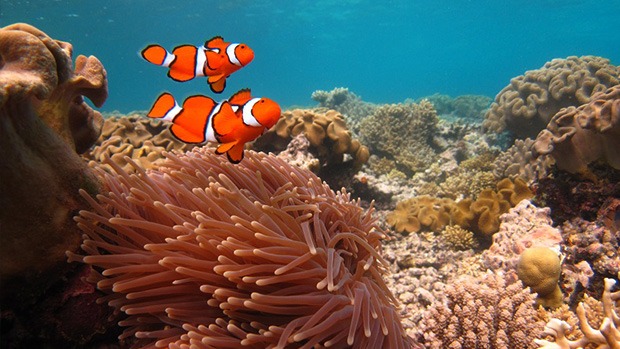 Clownfish