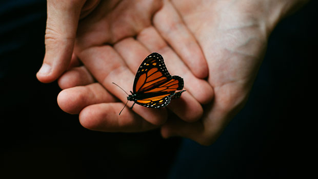 Monarch butterfly.