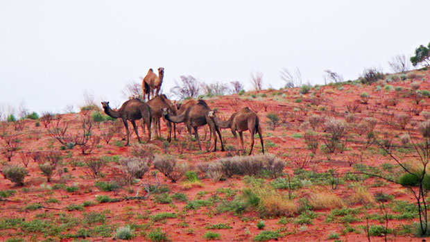 Feral camels.