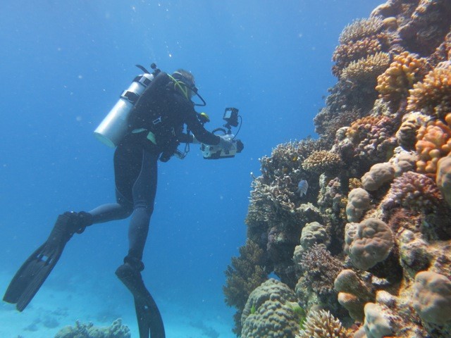 A person in scuba gear photographing a coral reef