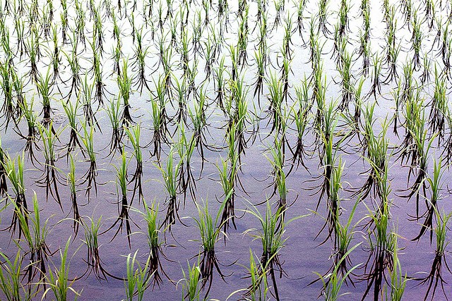 Rice field