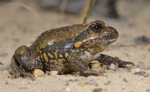 Pobblebonk frog