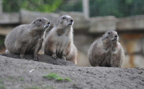 Prairie dogs