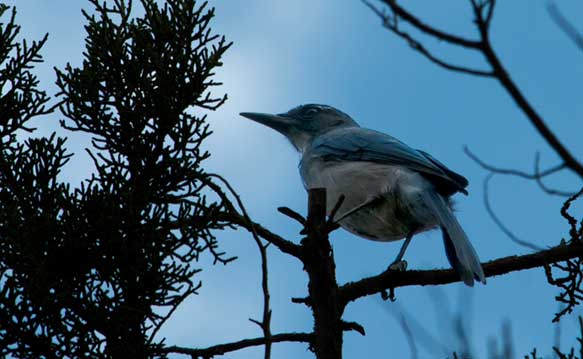 A scrub jay in a tree.