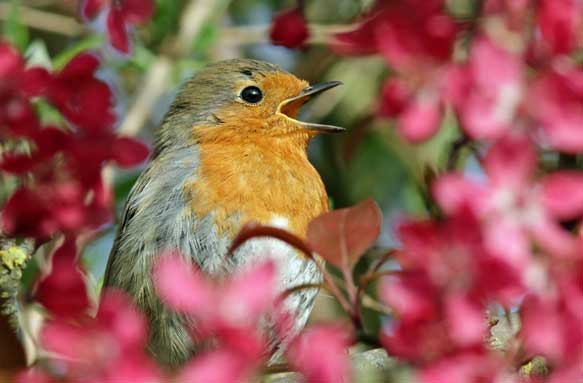 A European robin, singing