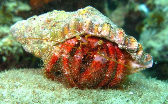 Hermit crab