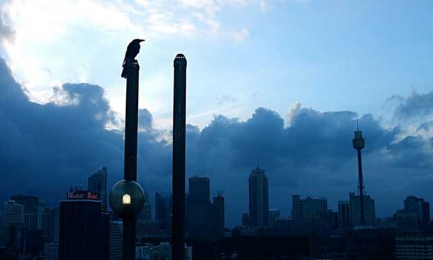 A bird overlooking Sydney