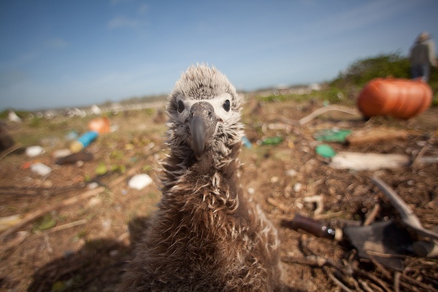 An albatross chick standing amongst plastic pollution.
