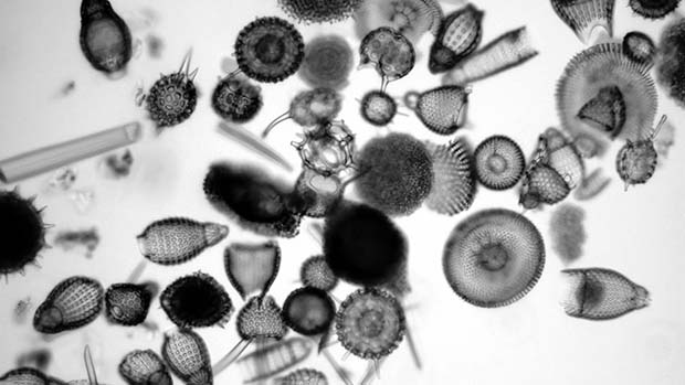 A photo of radiolarians under the microscope.