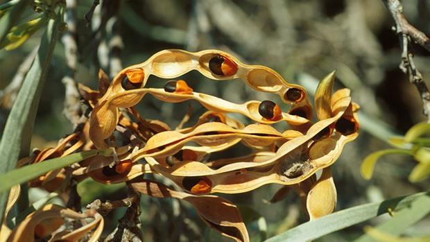 Acacia coriacea (wattle) seed pods