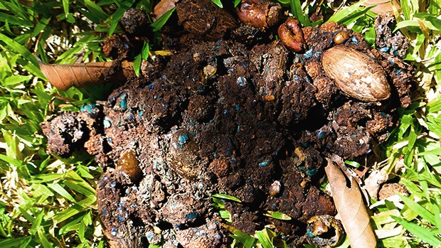 Cassowary poo