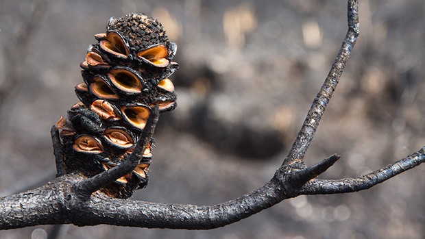 Banksia seed pods