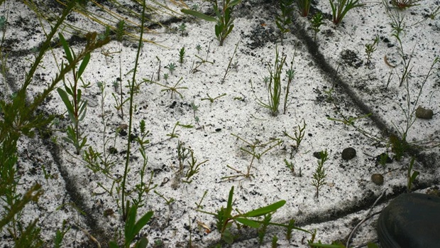 Seedlings that have germinated after a fire