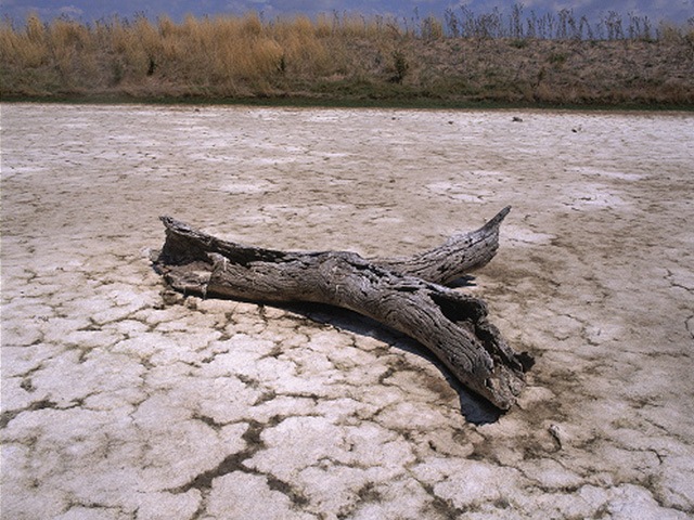 A branch on salt-scalded land, Boorowa