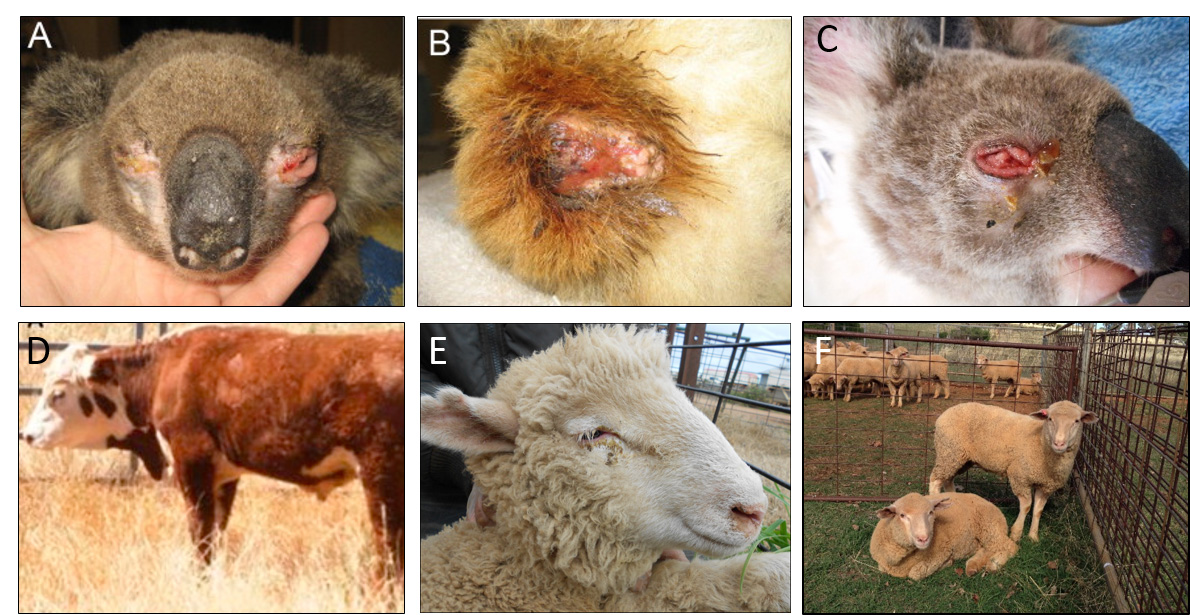 Six animals showing infections of Chlamydial disease