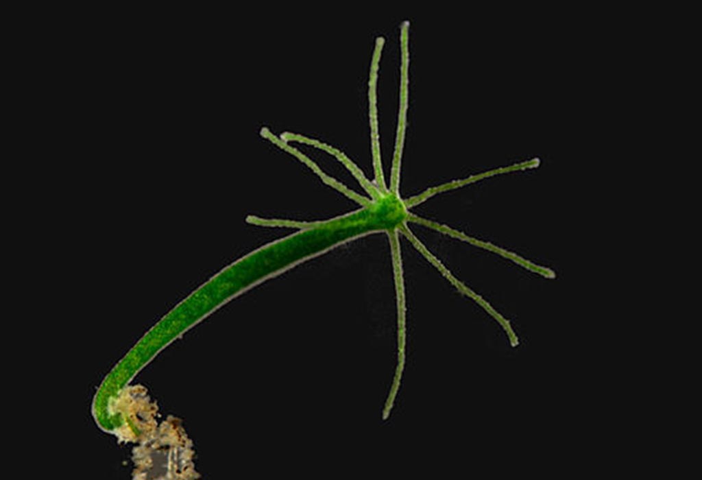 A hydra, a green wormlike animal with tentacles at one end