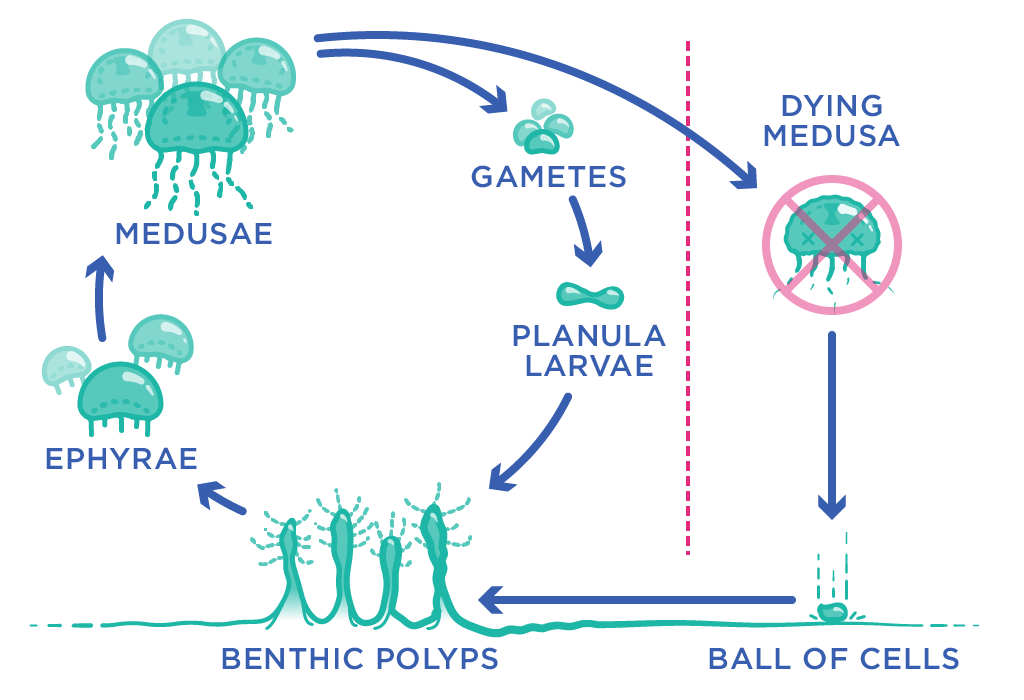 Life cycle diagram of a jellyfish