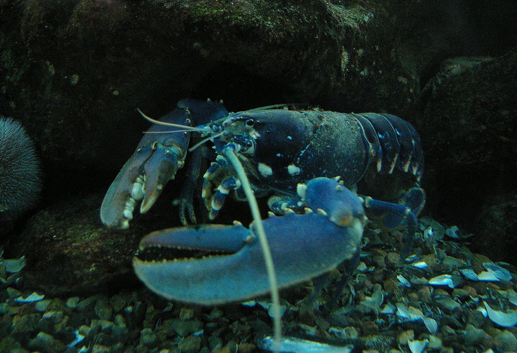 A blue lobster