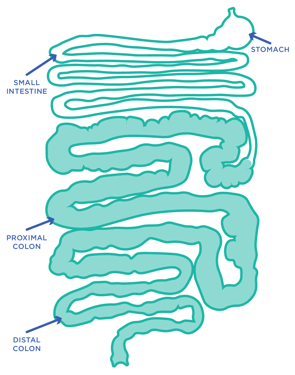 The digestive tract of the northern hairy-nosed wombat, Lasiorhinus krefftii.