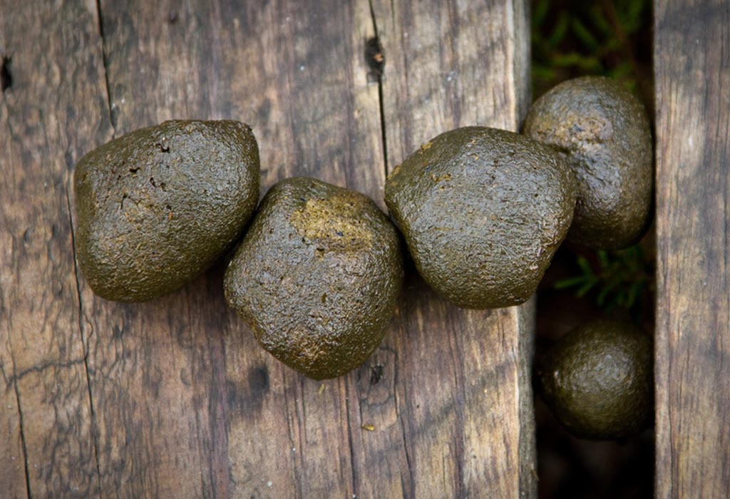 Photo of some wombat scats on some wooden decking.