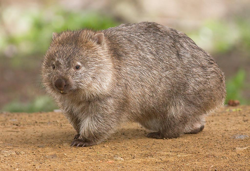 A wombat