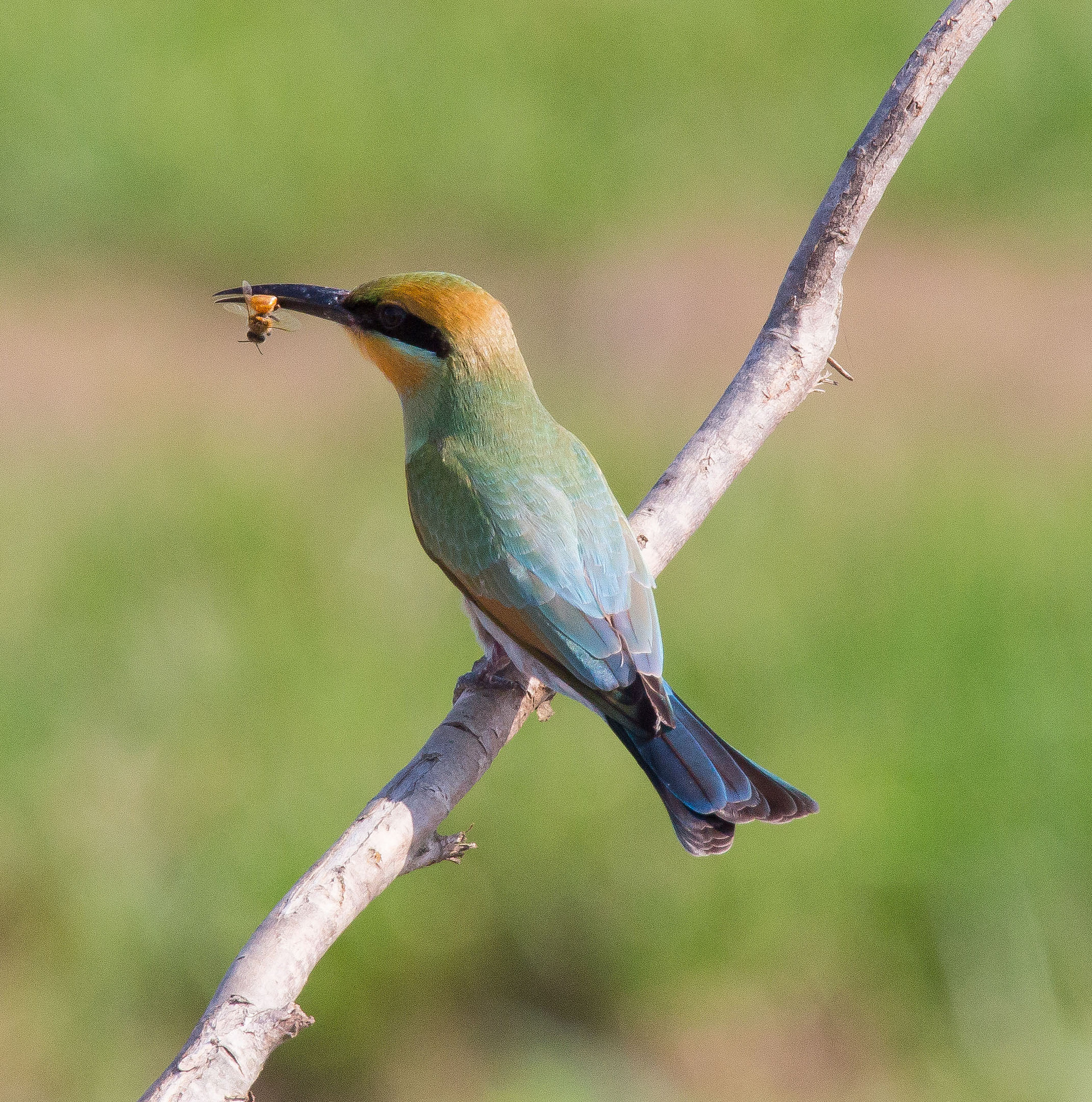 A rainbow bee-eater