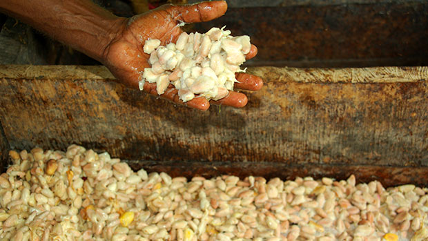  Fermenting cocoa beans.