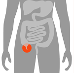 Appendix (near the intestines)